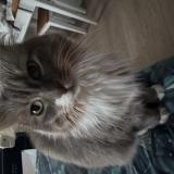 Photo de chat perdu à Montarlot Les Rioz