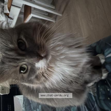 Photo 1/1 Pandora Chat perdu à Montarlot les rioz