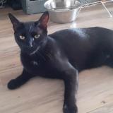 Photo de chat perdu à St Barthelemy