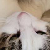 Photo de chat perdu à Saint Michel L Observatoire