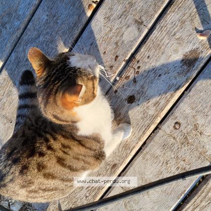 Photo 2/2 Dudu ou Duchesse Chat perdu à Saint michel l observatoire