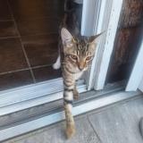 Photo de chat perdu à Saint Barthelemy
