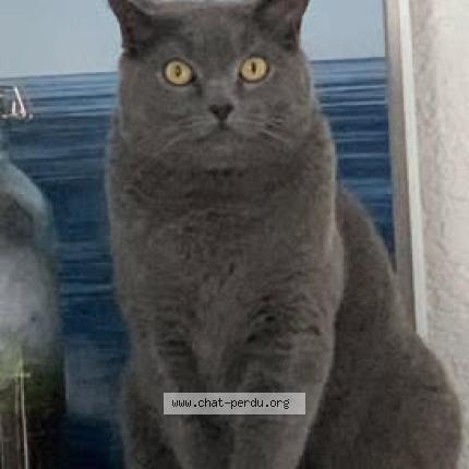 Photo 1/1 Hector Chat perdu à Saint barthelemy