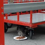 Photo de chat trouvé à Bruay La Buissiere