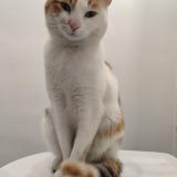 Photo de chat trouvé à Caudebec Les Elbeuf