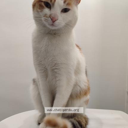 Photo 1/2 Chat trouvé Trouvé à Caudebec les elbeuf