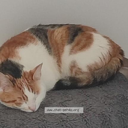 Photo 2/2 Chat trouvé Trouvé à Caudebec les elbeuf