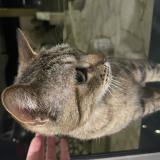 Photo de chat trouvé à Argenteuil