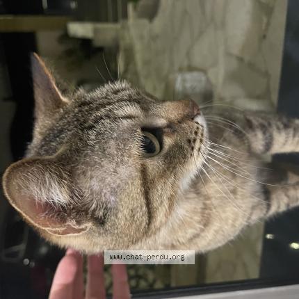 Photo 1/1 Chat trouvé Trouvé à Argenteuil