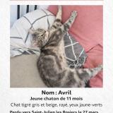 Photo de chat perdu à Saint Julien Les Rosiers