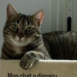 Photo de chat perdu à Barjouville