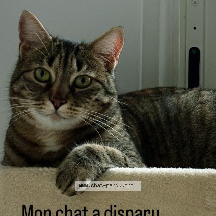 Photo 1/1 Savana Chat perdu à Barjouville