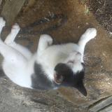 Photo de chat perdu à Eysines