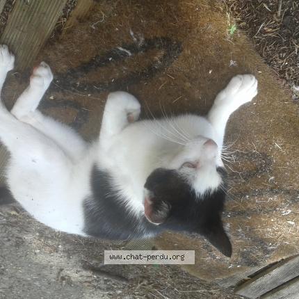 Photo 1/1 FELIX Chat perdu à Eysines