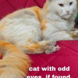 Photo de chat perdu à Bangalore