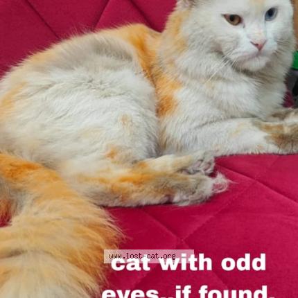 Photo 1/1 Hoor Chat perdu à Bangalore