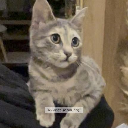 Photo 1/1 Caly Chat perdu à Argenteuil