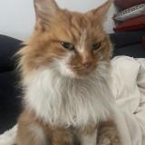 Photo de chat trouvé à Chaucenne