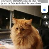 Photo de chat perdu à Saint Andre Lez Lille