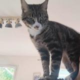 Photo de chat perdu à La Crau