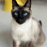 Photo de chat perdu à Uccle