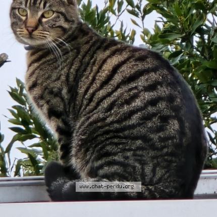 Photo 1/1 Sonic Chat perdu à Caen