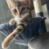 Photo de chat perdu à Clermont