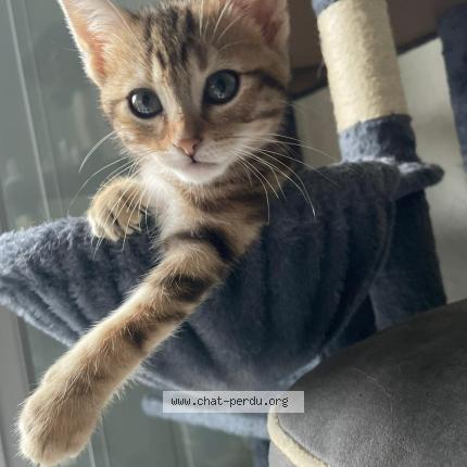 Photo 1/1 cali Chat perdu à Clermont