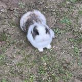 Photo de chat perdu à Montauban