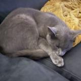 Photo de chat perdu à Morancez