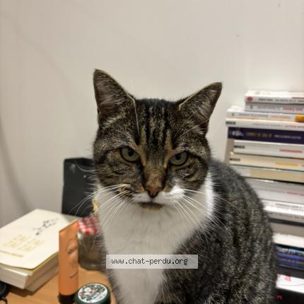 Photo 1/1 Tartiflette Chat perdu à Saint maur des fosses