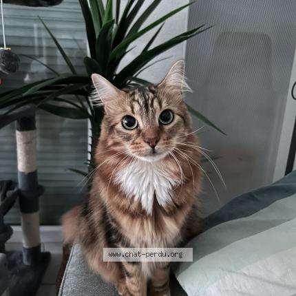 Photo 1/1 Juice Chat perdu à Nantes