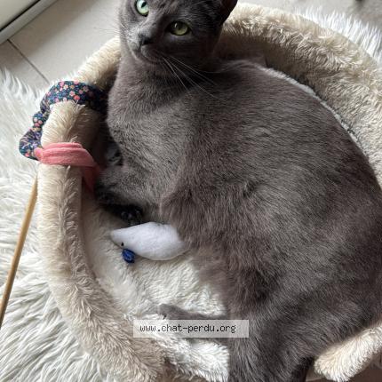 Photo 1/1 PERLE Chat perdu à Nemours