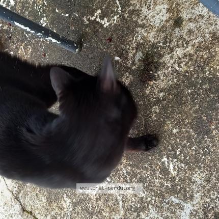 Photo 1/1 Chat trouvé Trouvé à Choisy le roi