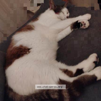 Photo 1/1 &Eacute;claire Chat perdu à Courson les carrieres