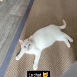 Photo de chat perdu à Hayange