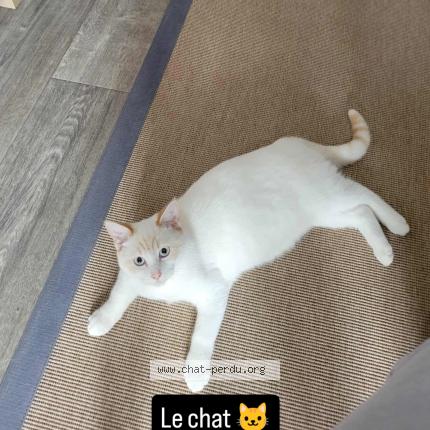 Photo 1/1 Milkey Chat perdu à Hayange