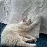 Photo de chat perdu à Le Gosier