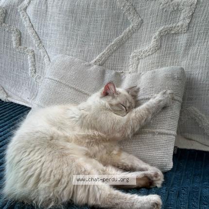 Photo 1/1 Bougnette Chat perdu à Le gosier