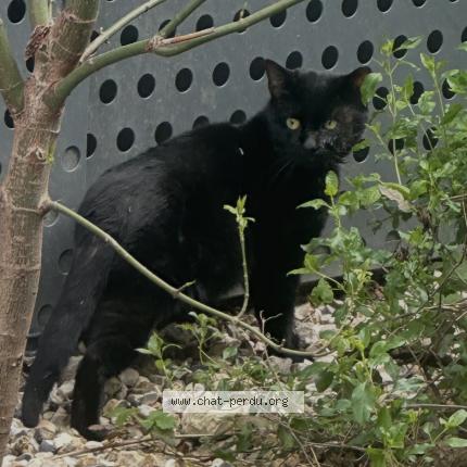 Photo 1/1 Chat trouvé Trouvé à Aubervilliers