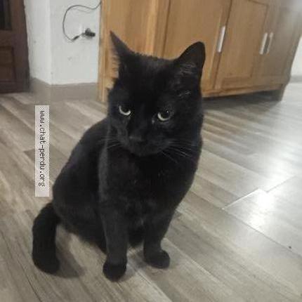 Photo 1/1 BAGHERA Chat perdu à Laons