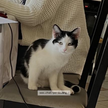 Photo 1/1 Iago Chat perdu à Toulouse