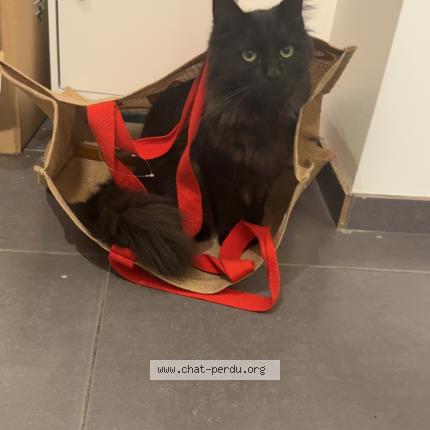 Photo 1/1 Arsène Chat perdu à Lempty