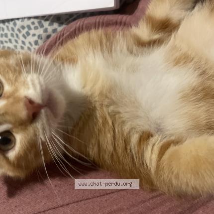 Photo 1/1 balou Chat perdu à Carbon blanc