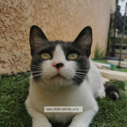 Photo 1/1 Kiara Chat perdu à Ille sur tet