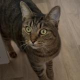 Photo de chat perdu à Orange