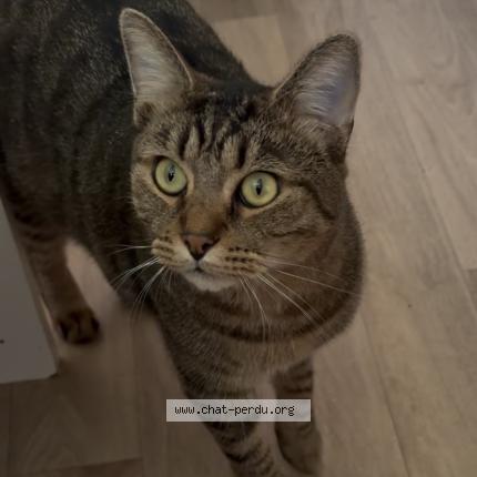 Photo 1/1 Draken Chat perdu à Orange