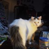 Photo de chat perdu à Amiens