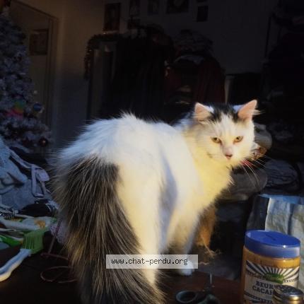 Photo 1/1 Lilo Chat perdu à Amiens