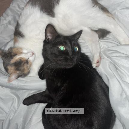 Photo 1/1 Souki Chat perdu à Montreuil